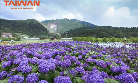 Bản hoà ca mùa xuân của muôn hoa xứ Đài